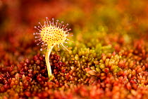 Greater sundew (Drosera anglica) growing in Sphagnum moss, Flow Country, Sutherland, Highlands, Scotland, UK, July. Did you know? Carnivorous plants grow in ecologically difficult areas  their presen...