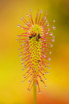 Greater sundew (Drosera anglica) close-up, Flow Country, Sutherland, Highlands, Scotland, UK, July