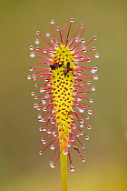 Greater sundew (Drosera anglica) close-up with insects caught in glands of leaf, Flow Country, Sutherland, Highlands, Scotland, UK, July
