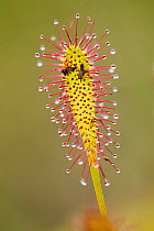 Greater sundew (Drosera anglica) close-up with insects caught in glands of leaf, Flow Country, Sutherland, Highlands, Scotland, UK, July