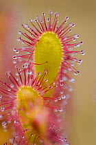 Greater sundew (Drosera anglica) close-up, Flow Country, Sutherland, Highlands, Scotland, UK, July