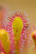 Greater sundew (Drosera anglica) close-up,  Flow Country, Sutherland, Highlands, Scotland, UK, July