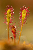 Greater sundew (Drosera anglica) close-up,  Flow Country, Sutherland, Highlands, Scotland, UK, July