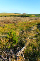 Area of felled non-native plantation as part of habitat management to restore bog peatland, Flow Country, Sutherland, Highland, Scotland, UK, July 2011