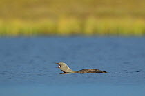 Red-throated diver (Gavia stellata) adult calling on breeding loch, Flow Country, North Scotland, UK, July