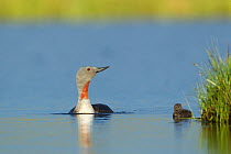 Red-throated diver (Gavia stellata) adult and young chick on breeding loch, Flow Country, North Scotland, UK, July