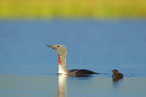 Red-throated diver (Gavia stellata) adult and young chick on breeding loch, Flow Country, North Scotland, UK, July. Did you know? This diver forms long-term monogamous pairs, and Shetland is a breedin...