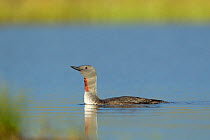 Red-throated diver (Gavia stellata) adult on breeding loch, Flow Country, North Scotland, UK, July