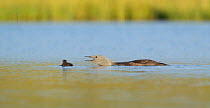 Red-throated diver (Gavia stellata) adult calling and young chick on breeding loch, Flow Country, North Scotland, UK, July
