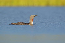 Red-throated diver (Gavia stellata) adult on breeding loch, Flow Country, North Scotland, UK, July