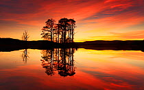 Silhouette of island of Scot's pine trees (Pinus sylvestris) reflected in loch at sunset, Loch Mallachie, Cairngorms National Park, Highlands, Scotland, UK, November 2011. 2020VISION Book Plate. Did y...