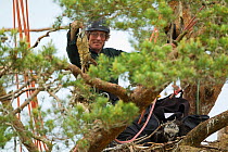 RSPB officer climbing pine tree to ring White-tailed sea eagle chick (Haliaeetus albicilla), Beinn Eighe NNR, Wester Ross, Scotland, UK, June 2011
