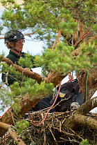 RSPB officer climbing pine tree to ring White-tailed sea eagle chick (Haliaeetus albicilla), Beinn Eighe NNR, Wester Ross, Scotland, UK, June 2011
