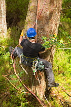 SNH officer climbing pine tree to examine nest and chicks of White-tailed sea eagle (Haliaeetus albicilla), Beinn Eighe NNR, Wester Ross, Scotland, UK, June 2011