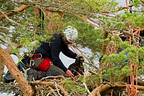 RSPB officer taking analytical measurements of White-tailed sea eagle chick (Haliaeetus albicilla) at nest in pine tree, Beinn Eighe NNR, Wester Ross, Scotland, UK, June 2011