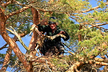 RSPB officer examining prey remains at nest of White-tailed sea eagle chick (Haliaeetus albicilla) in pine tree, Beinn Eighe NNR, Wester Ross, Scotland, UK, June 2011