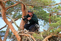 RSPB officer examining prey remains at nest of White-tailed sea eagle chick (Haliaeetus albicilla) in pine tree, Beinn Eighe NNR, Wester Ross, Scotland, UK, June 2011