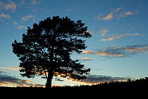 Slhouette of Scot's pine tree (Pinus sylvestris) at sunset, Rothiemurchus Forest, Cairngorms NP, Scotland, UK, June
