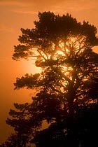 Scot's pine tree (Pinus sylvestris) silhouette at sunrise, Rothiemurchus Forest, Cairngorms NP, Highland, Scotland, UK, June