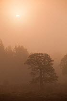 Scot's pine tree (Pinus sylvestris) and scatter woodland in mist at sunrise, Rothiemurchus Forest, Cairngorms NP, Highland, Scotland, UK, June