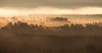 Caledonian pine forest in mist at sunrise, Rothiemurchus Forest, Cairngorms NP, Highland, Scotland, UK, June 2011