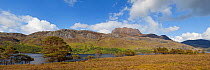 Scots pine trees (Pinus sylvestris) beside Loch Maree with Slioch in the background, Torridon, Ross and Cromarty, NW Scotland, UK, June 2011