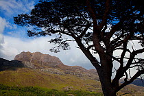 Silhouette of Scots pine tree (Pinus sylvestris) with Slioch in the background, Torridon, Ross and Cromarty, NW Scotland, UK, June 2011