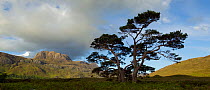 Scots pine tree (Pinus sylvestris) with Slioch in the background, Torridon, Ross and Cromarty, NW Scotland, UK, June 2011