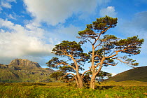 Scots pine trees (Pinus sylvestris) with Slioch in the background, Torridon, Ross and Cromarty, NW Scotland, UK, June 2011