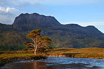 Scots pine tree (Pinus sylvestris) on River Grudie with Slioch in the background, Torridon, Ross and Cromarty, NW Scotland, UK, June 2011