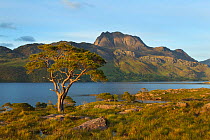 Scots pine tree (Pinus sylvestris) on Loch Maree with Slioch in the background, Torridon, Ross and Cromarty, NW Scotland, UK, June 2011