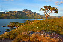 Scots pine tree (Pinus sylvestris) on Loch Maree with Slioch in the background, Torridon, Ross and Cromarty, NW Scotland, UK, June 2011