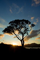Silhouette of Scots pine tree (Pinus sylvestris) on Loch Maree with Slioch in the background, sunset, Torridon, Ross and Cromarty, NW Scotland, UK, June 2011