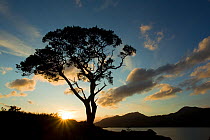 Silhouette of Scots pine tree (Pinus sylvestris) on Loch Maree with Slioch in the background, sunset, Torridon, Ross and Cromarty, NW Scotland, UK, June 2011