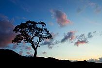 Silhouette of Scots pine tree (Pinus sylvestris) at sunset, Torridon, Ross and Cromarty, NW Scotland, UK, June 2011