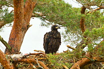 White-tailed sea eagle (Haliaeetus albicilla) 5 week chick in nest in Scots pine tree (Pinus sylvestris), Beinn Eighe NNR, Highlands, NW Scotland, UK, June