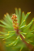 Close-up showing tip of branch of Scot's pine tree (Pinus sylvestris) Beinn Eighe NNR, Highlands, NW Scotland, UK, May