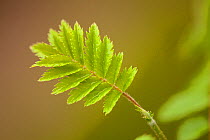 Rowan (Sorbus aucuparia) fresh leaf in spring, Beinn Eighe National Nature Reserve, North-west Scotland
