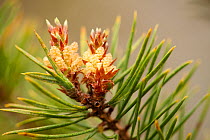 Close-up of cone formation of Scot's pine tree (Pinus sylvestris) Beinn Eighe NNR, Highlands, NW Scotland, UK, May
