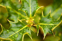 Fresh leaves of Holly (Ilex aquilfolium) with rain drops in spring,  Beinn Eighe NNR, Highlands, NW Scotland, UK, May. Did you know? Holly trees can reach up to 500 years old.