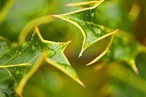 Fresh leaves of Holly (Ilex aquilfolium) with rain drops in spring,  Beinn Eighe NNR, Highlands, NW Scotland, UK, May