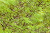 Silver birch (Betula pendula) leaves blowing in wind, Beinn Eighe NNR, Highlands, NW Scotland, UK, May