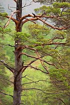 Scot's pine tree (Pinus sylvestris) in natural woodland, Beinn Eighe NNR, Highlands, NW Scotland, UK, May