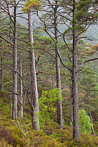 Scot's pine trees (Pinus sylvestris) in natural woodland, Beinn Eighe NNR, Highlands, NW Scotland, UK, May