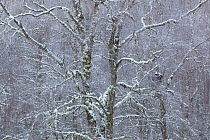 Alder and birch woodland encrusted in snow, Glenfeshie,  Cairngorms NP, Highlands, Scotland, UK, December