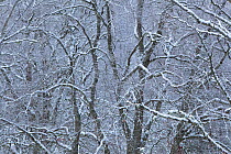 Alder and birch woodland encrusted in snow, Glenfeshie,  Cairngorms NP, Highlands, Scotland, UK, December