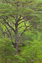 Scot's pine tree (Pinus sylvestris) in natural woodland, Beinn Eighe NNR, Highlands, NW Scotland, UK, May