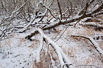 Alder and willow woodland encrusted in snow, Glenfeshie,  Cairngorms NP, Highlands, Scotland, UK, December