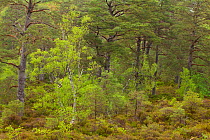 Scot's pine trees (Pinus sylvestris) and Birch trees (Betula pendula) in natural woodland, Beinn Eighe NNR, Highlands, NW Scotland, UK, May