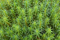 Common haircap moss (Polytrichum commune) growing in Inshriach Forest, Cairngorms NP, Highlands, Scotland, UK, October